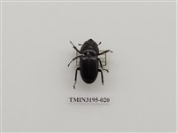 藏品(鹿角鍬形蟲)的圖片